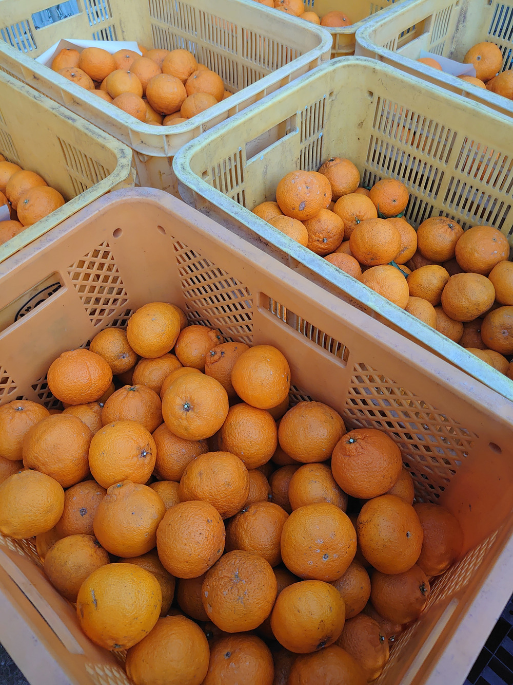 Takashi6868さんの投稿｜食べチョク｜産地直送(産直)お取り寄せ通販