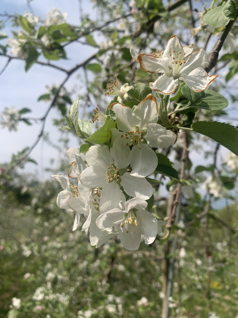 りんごの花も咲き始め 食べチョク 産地直送 産直 お取り寄せ通販 農家 漁師から旬の食材を直送