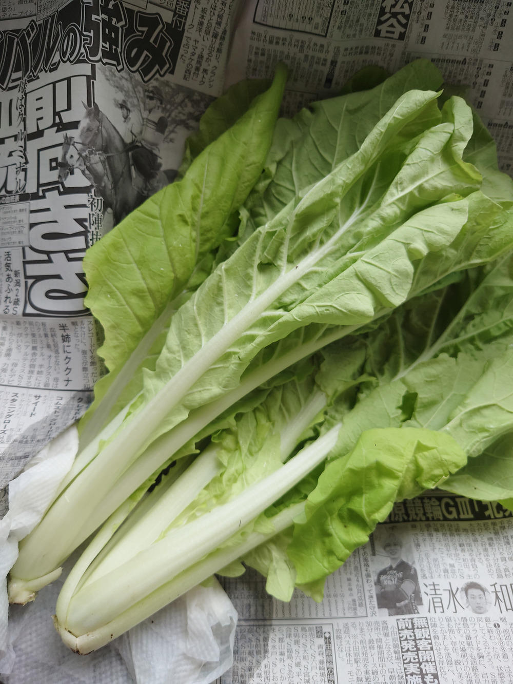 ネコさんがゆうきの野菜 小松屋さんの愛知発 夏だ クールだ 旬の農薬化学肥料不使用野菜を5 6種類 詰めました が 届いたよ を投稿しました 食べチョク