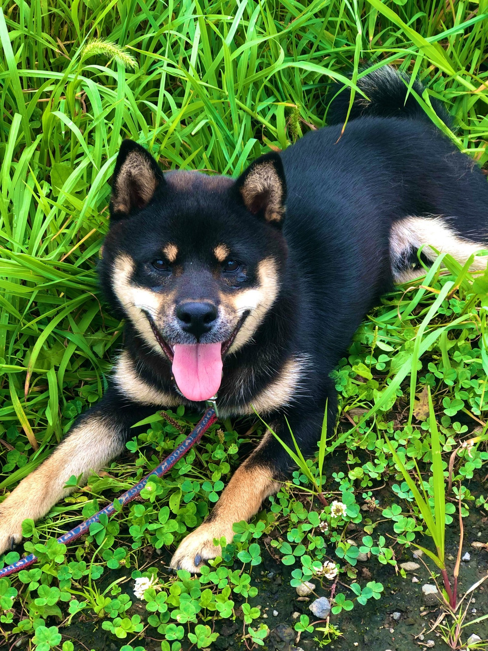 にんにく農家の日常 柴犬のこども まめ太 食べチョク 産地直送 産直 お取り寄せ通販 農家 漁師から旬の食材を直送