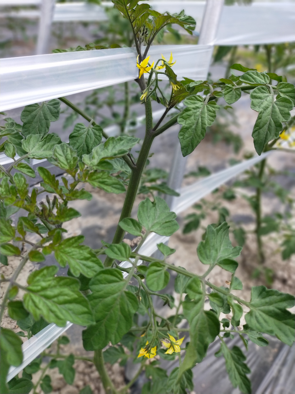 ミニトマトの花 食べチョク 産地直送 産直 お取り寄せ通販 農家 漁師から旬の食材を直送