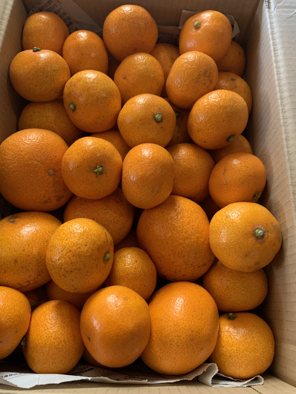ハルさんがさと農園さんのミカン激安 訳あり品 5kgが 届いたよ を投稿しました 食べチョク