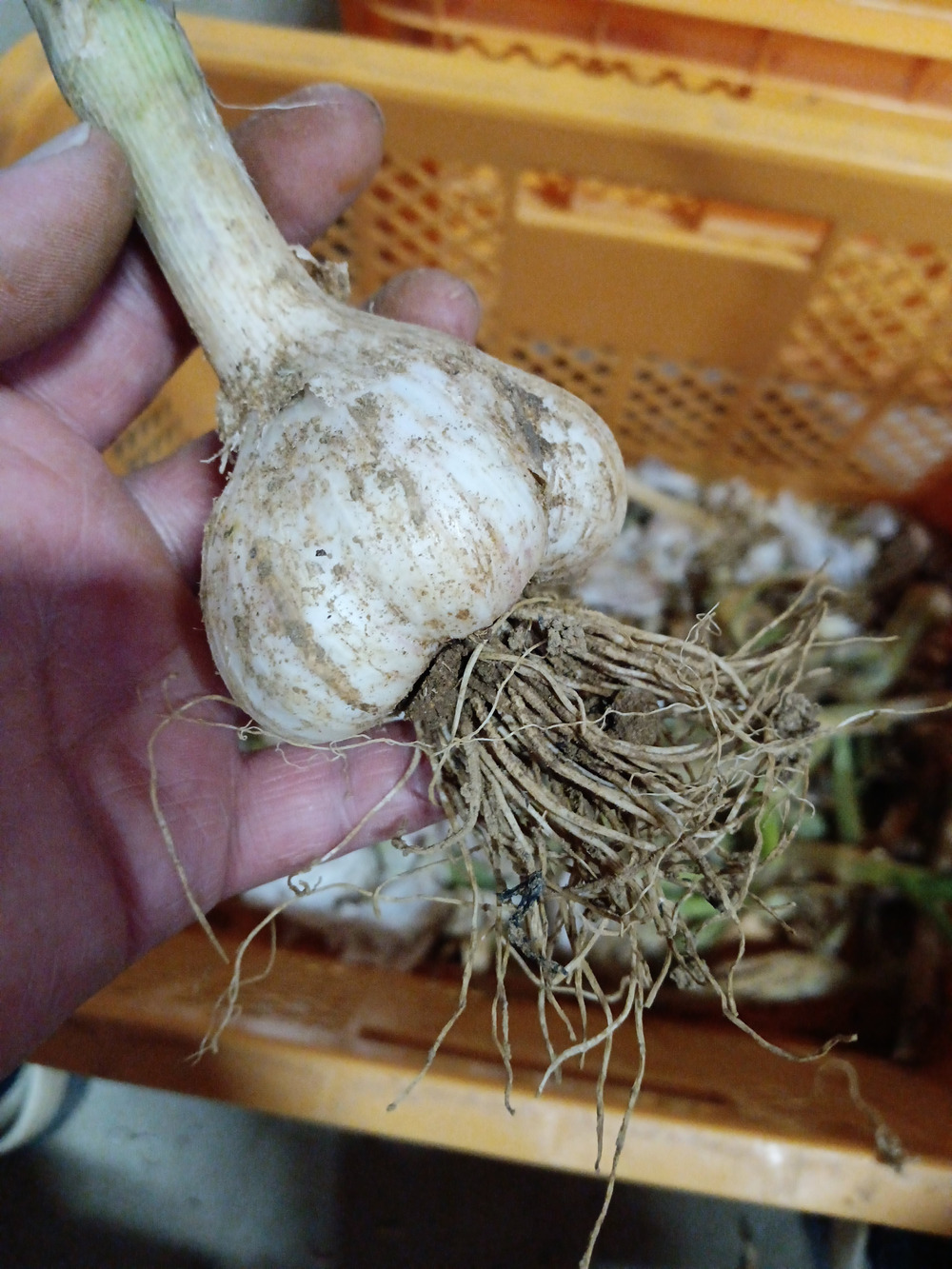 生ニンニクまもなく発送です。｜食べチョク｜産地直送(産直)お取り寄せ