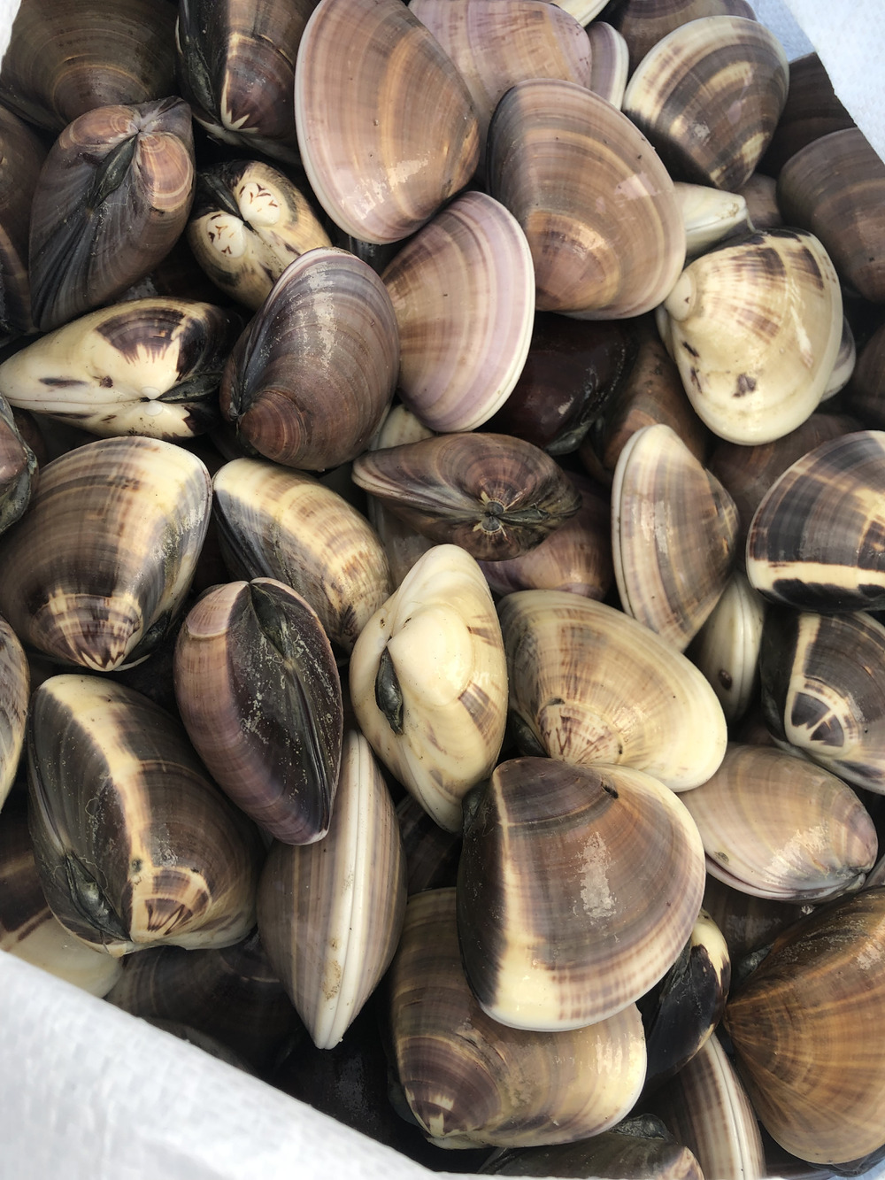 千葉県九十九里地はまぐり 約1キロ入 濃厚な味で焼きはまぐりや酒蒸しに最適です 千葉県産 食べチョク 農家 漁師の産直ネット通販 旬の食材を生産者直送