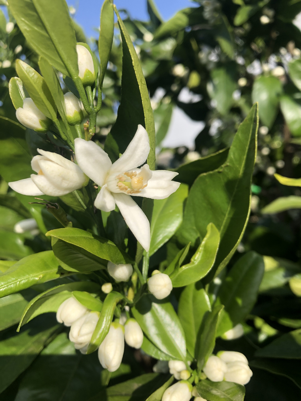 みかんの花 食べチョク 産地直送 産直 お取り寄せ通販 農家 漁師から旬の食材を直送