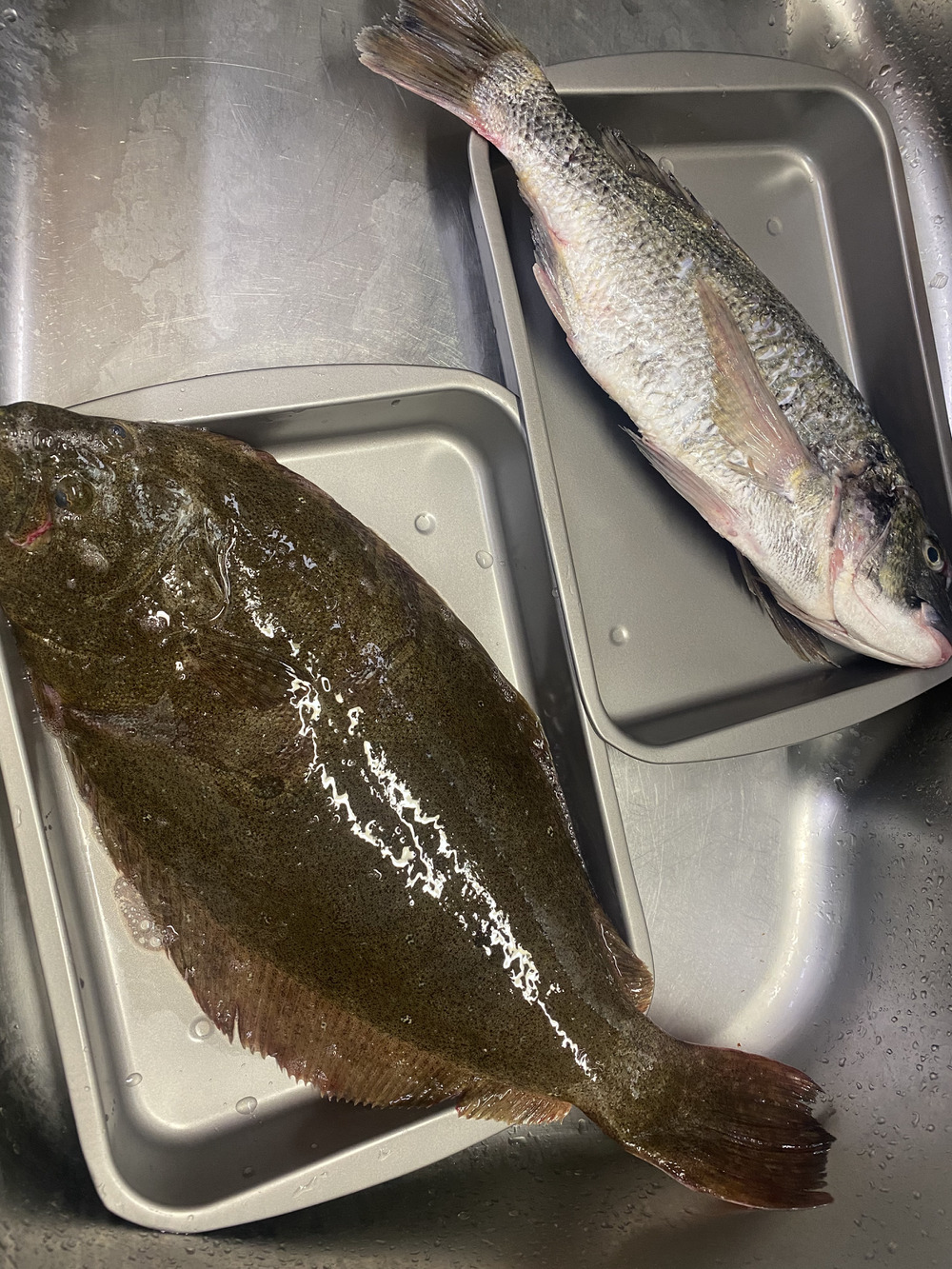 浦野泰典さんが三浦水産さんの 刺身におすすめ 天然ヒラメ 60ｃｍ 1 5ｋｇ 即発送が 届いたよ を投稿しました 食べチョク