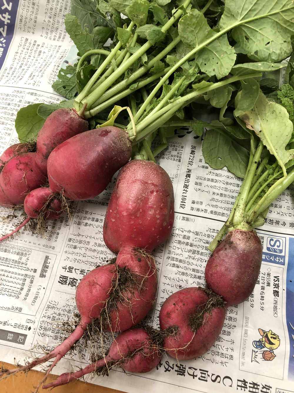 野菜 HIDEKI6712 野菜種 根菜類,二十日ダイコン | GREEN DEPO[ グリーンデポ ]