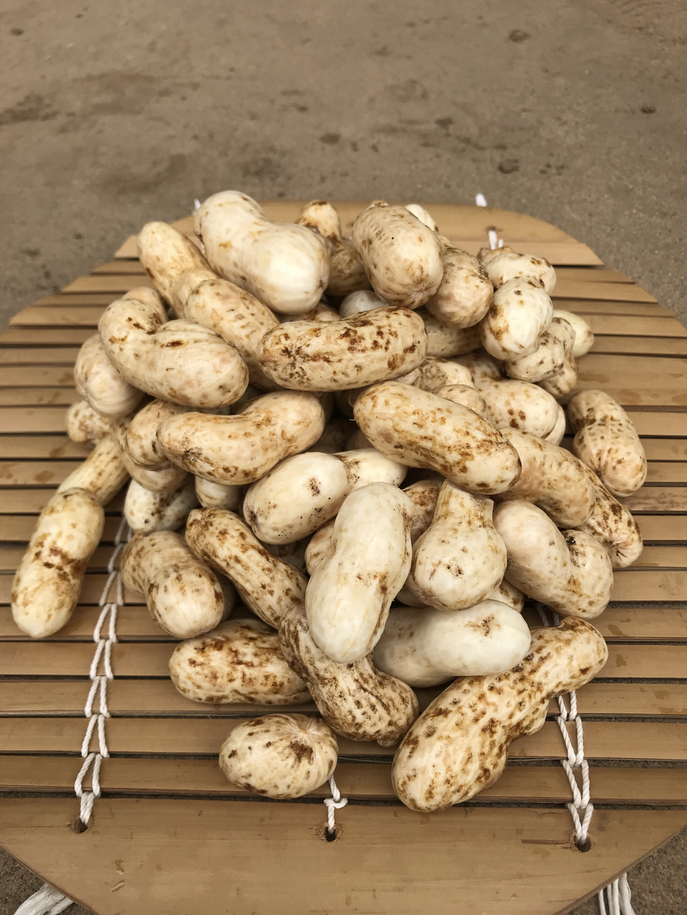 生落花生おおまさり 販売間近 食べチョク 産地直送 産直 お取り寄せ通販 農家 漁師から旬の食材を直送 生落花生おおまさり 販売間近 食べチョク 産地直送 産直 お取り寄せ通販 農家 漁師から旬の食材を直送