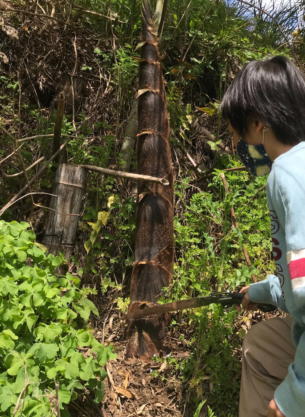 【おしゃれ】 幼竹が出てきました♪｜食べチョク｜産地直送(産直)お取り寄せ Vegetables