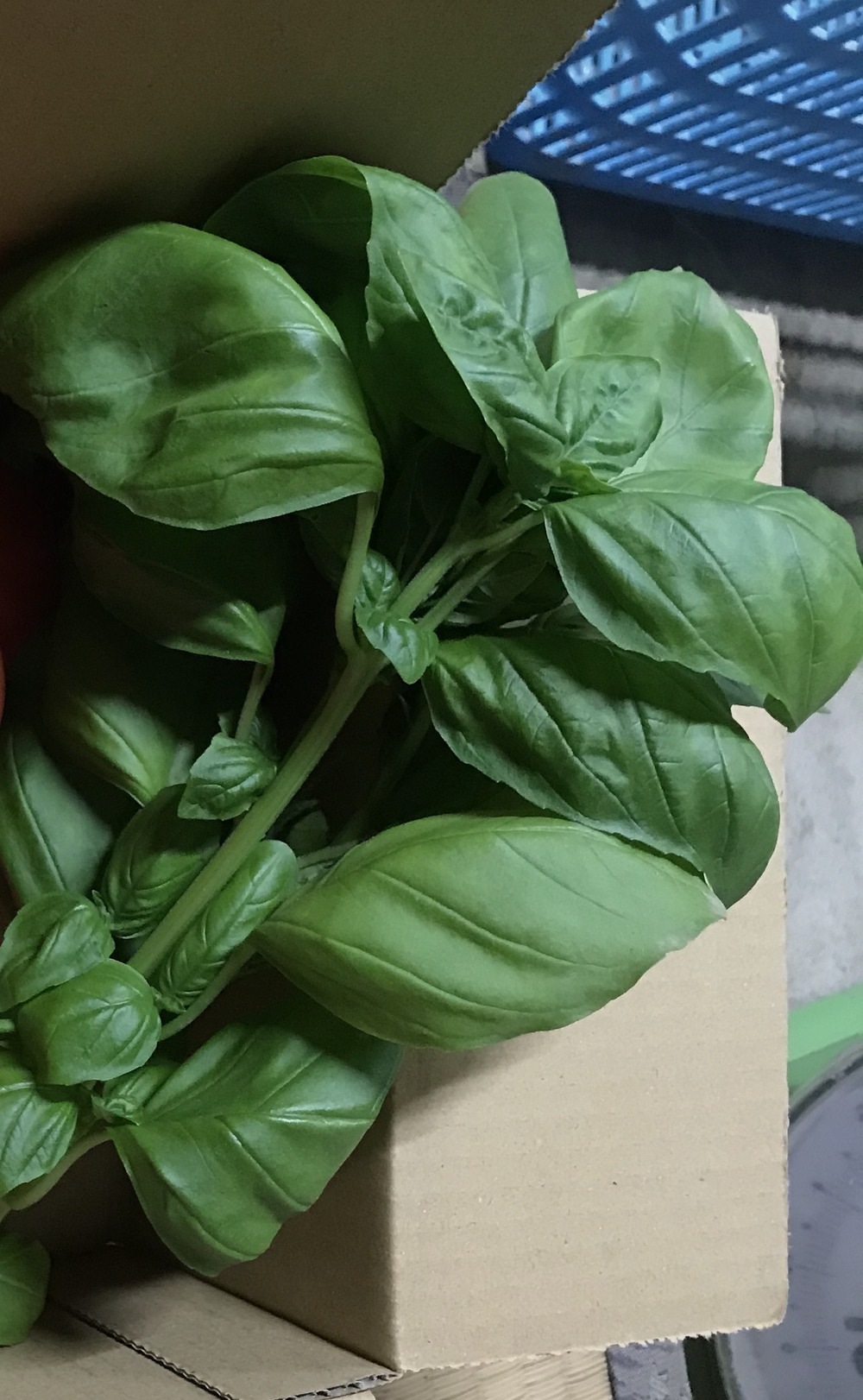 香りが強いスイートバジル 約0g 乾燥ハーブでは出せない香り 福島県産 食べチョク 農家 漁師の産直ネット通販 旬の食材を生産者直送