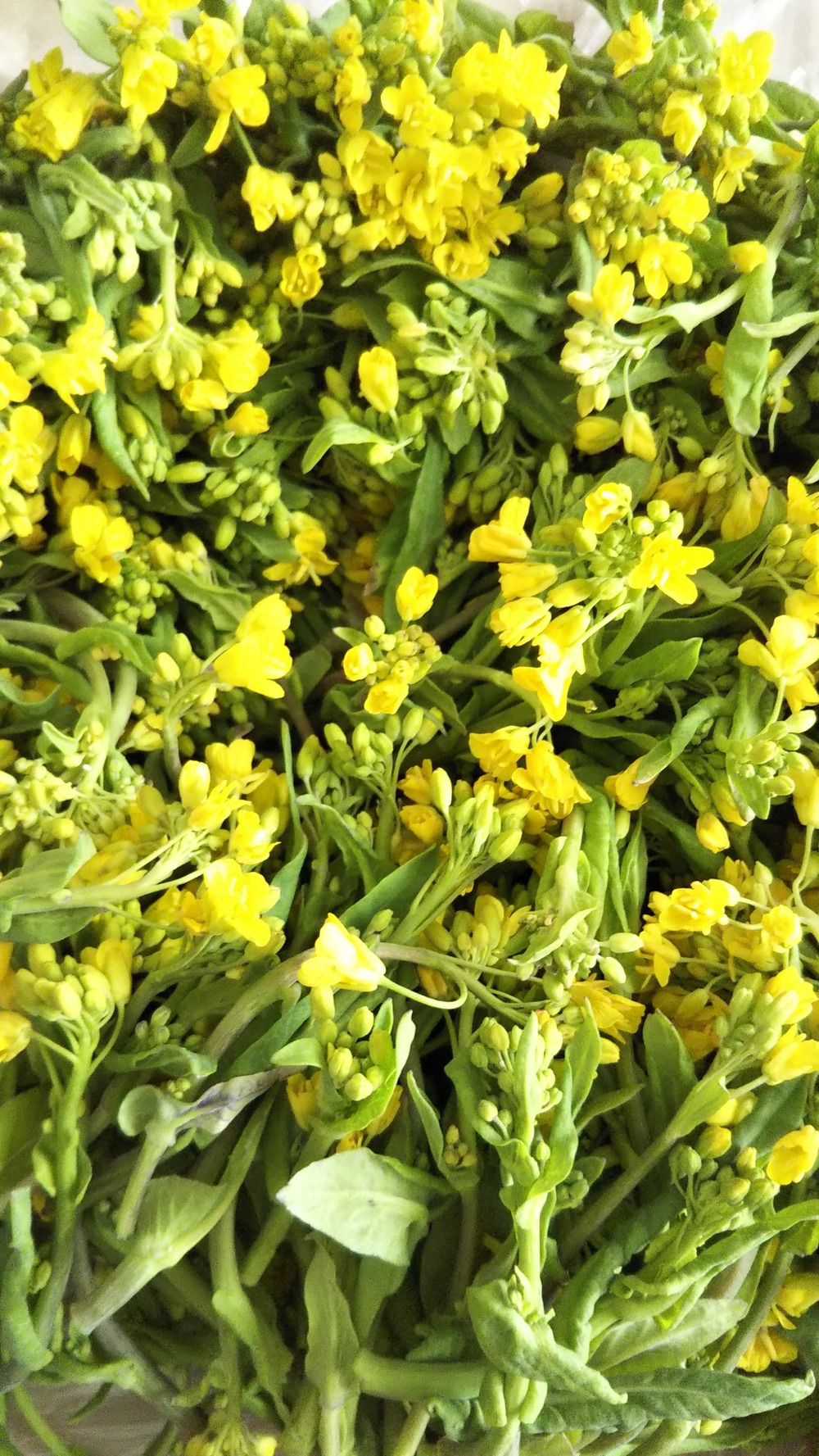 イエローさんがアルプス八幡農園 さんの冬越え レアー 野沢菜や小松菜の菜花 500ｇ 目覚めよ体 農薬 化学肥料 不使用が 届いたよ を投稿しました 食べチョク