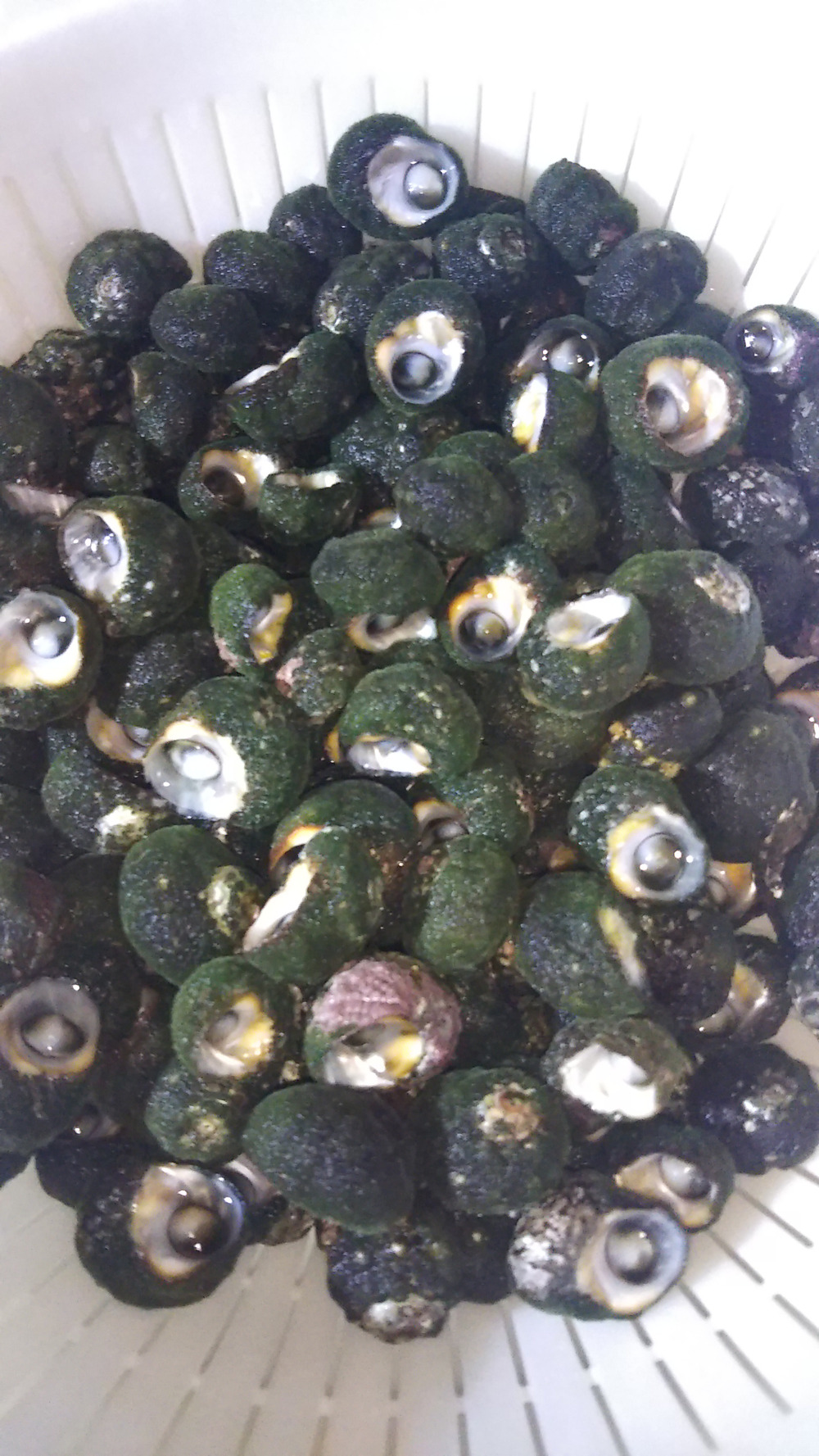 チャラ助さんが漁師のおもてなしさんのやめられない 止まらない ビナ貝 1kg 大きさは画像2で確認してください が 届いたよ を投稿しました 食べチョク