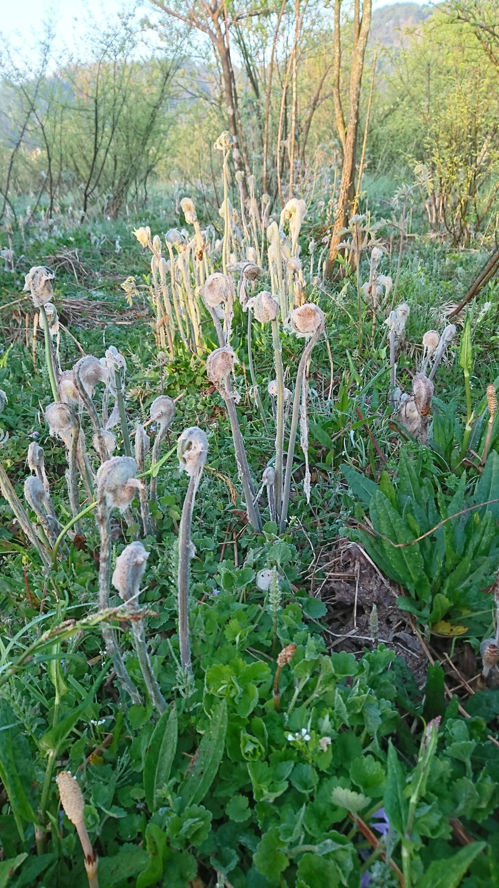 昔ながらの天日干し 手もみ製法 干しぜんまい 60g 美味しい食べ方レシピ付き 広島県産 食べチョク 農家 漁師の産直ネット通販 旬の食材を生産者直送