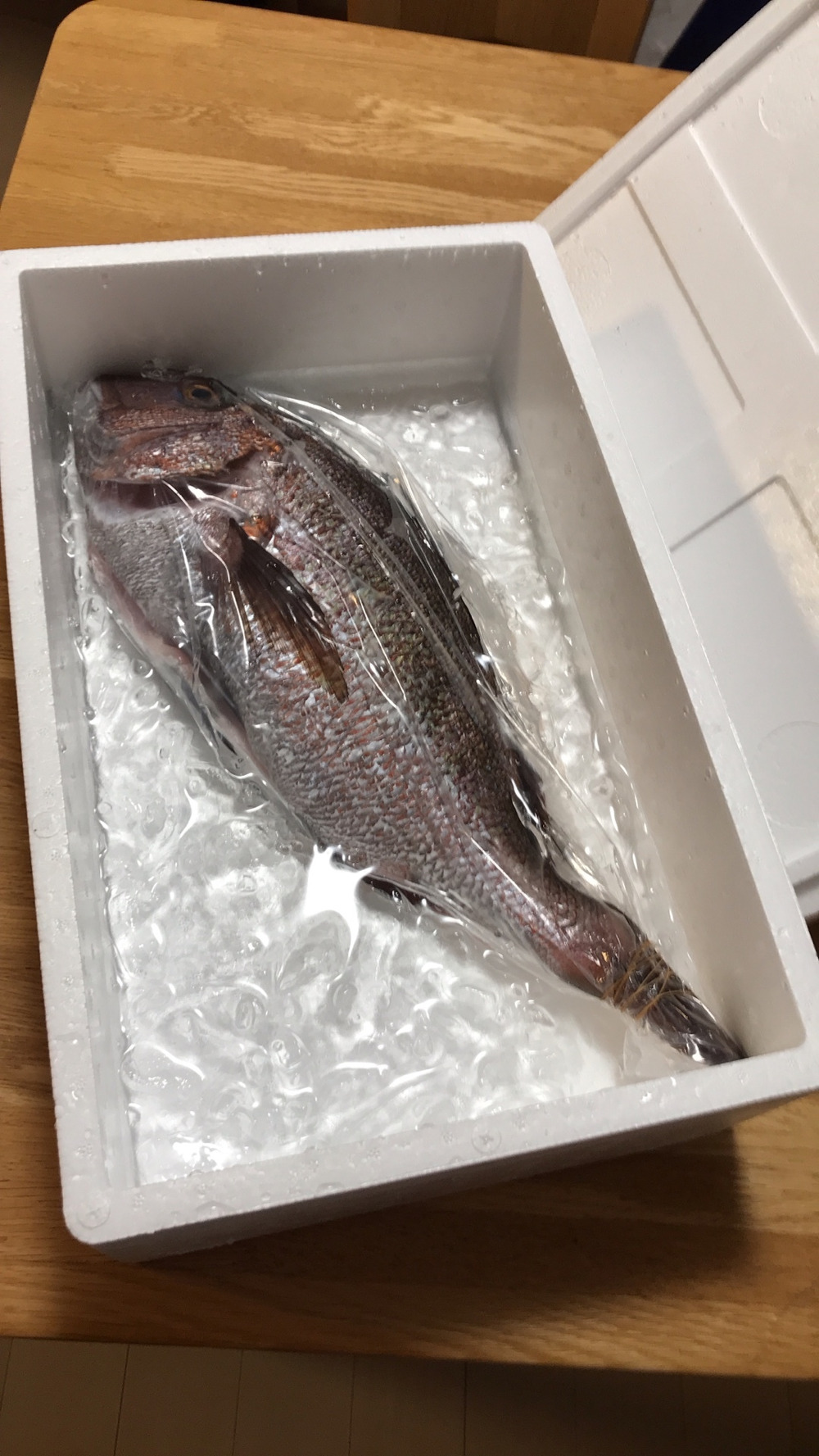 くらゆきさんが雄昇水産さんの新規登録のため100尾限定価格 長崎県産養殖真鯛 1 5キロサイズ1尾 鱗と内臓処理済み 熨斗付き可が 届いたよ を投稿しました 食べチョク