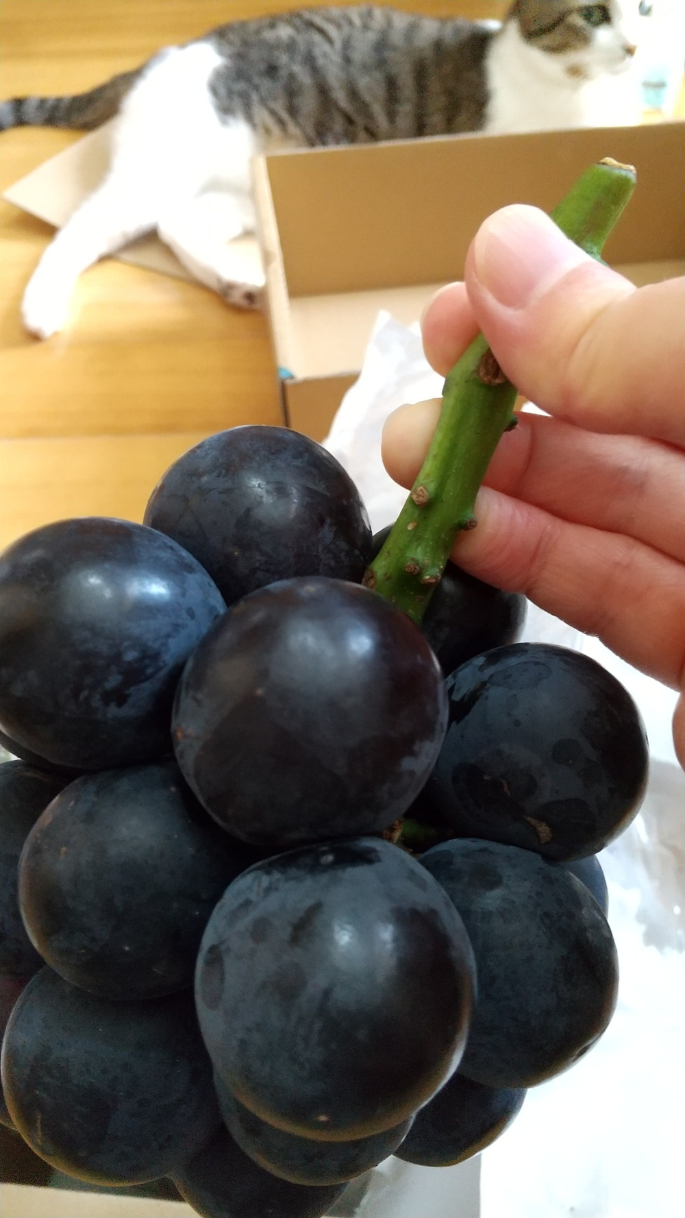 南アルプスこまの園へのご馳走様でした 食べチョク