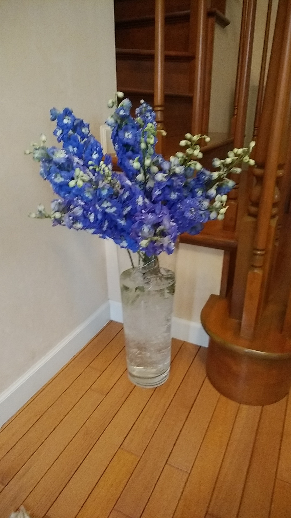 贈り物 供花にも 可憐で鮮やかなデルフィニウム １束 熊本高森から直送便 おうち時間 にもおススメ 熊本県産 食べチョク 農家 漁師の産直ネット通販 旬の食材を生産者直送