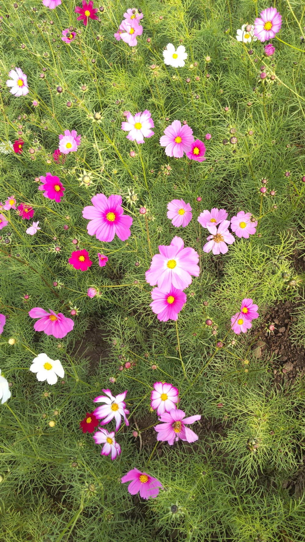 秋の花といえば 食べチョク 産地直送 産直 お取り寄せ通販 農家 漁師から旬の食材を直送