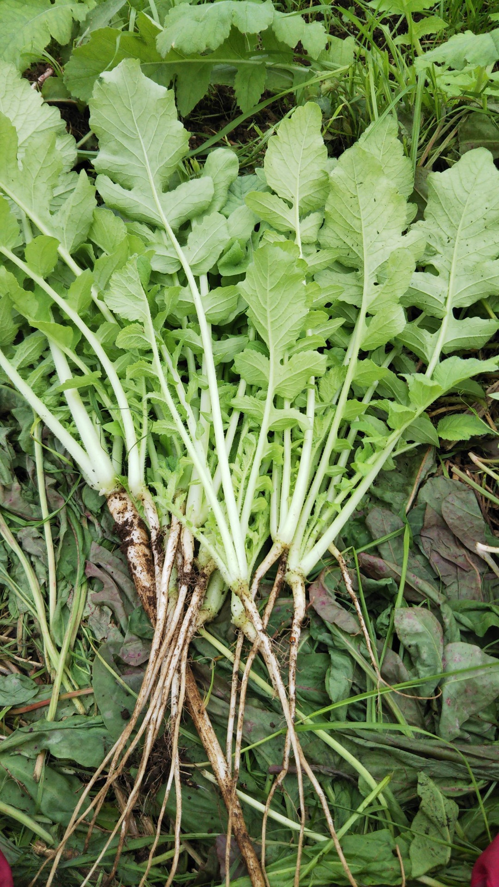 大根のおろ抜きです。｜食べチョク｜産地直送(産直)お取り寄せ通販