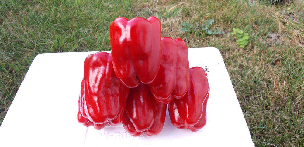 ビタミン豊富な赤ピーマン1 5