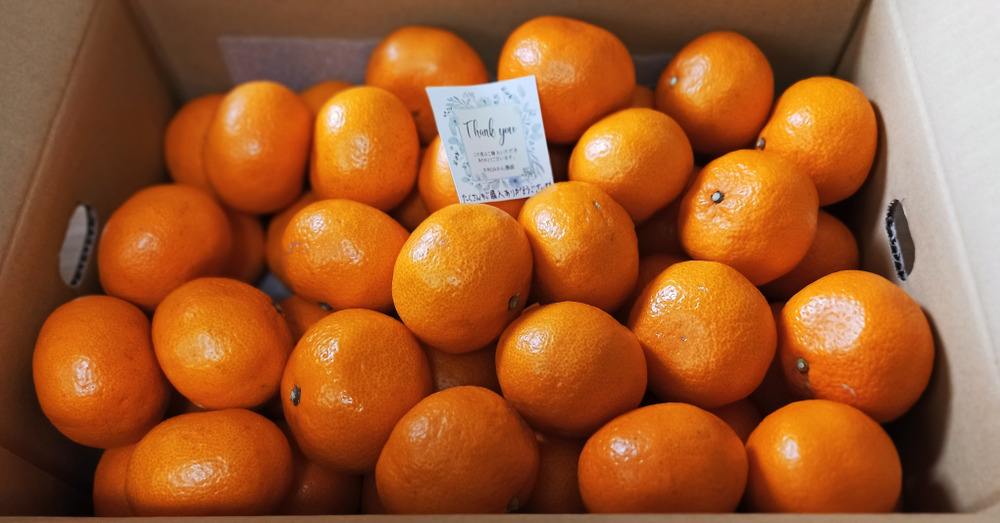 カネ白みかん農園の投稿｜食べチョク