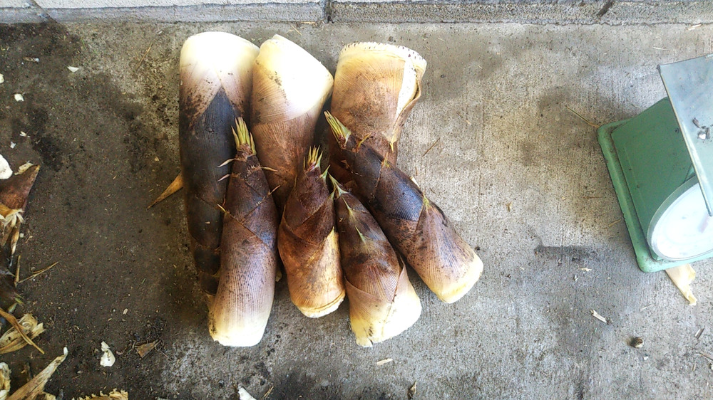 今が旬のタケノコ 4kgです 群馬県産 食べチョク 農家 漁師の産直ネット通販 旬の食材を生産者直送