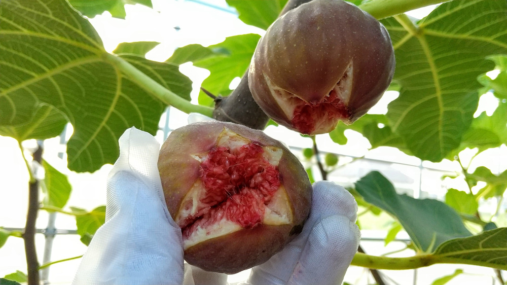 ファームさとうへのご馳走様でした 食べチョク