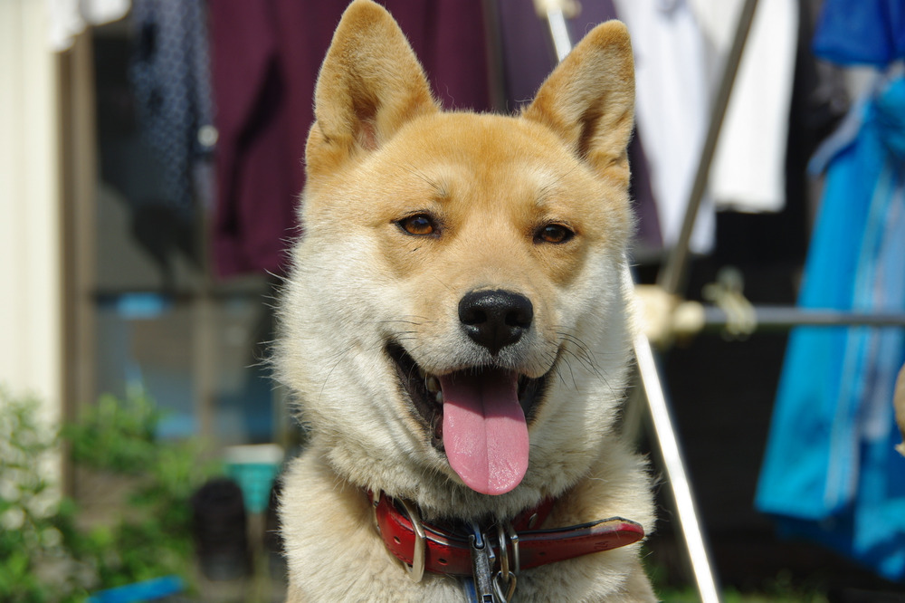 生落花生の受注を一旦休止します 食べチョク 産地直送 産直 お取り寄せ通販 農家 漁師から旬の食材を直送
