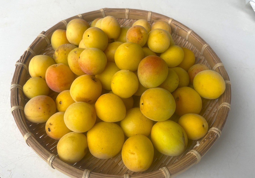 完熟梅・中熟梅、順次発送しております】｜食べチョク｜産地直送(産直