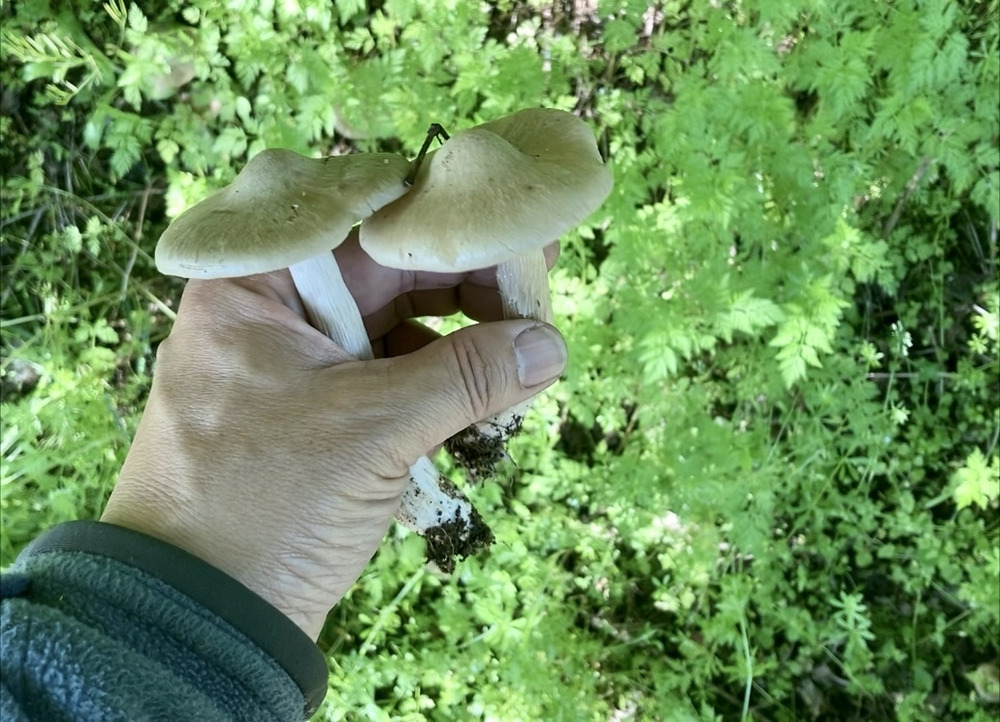 春の味覚、ウメハルシメジを収穫しました。｜食べチョク｜産地直送(産直)お取り寄せ通販 - 農家・漁師から旬の食材を直送