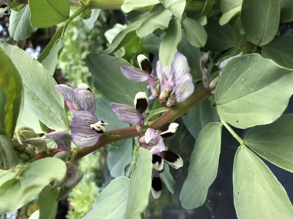 そら豆のお花 食べチョク 産地直送 産直 お取り寄せ通販 農家 漁師から旬の食材を直送