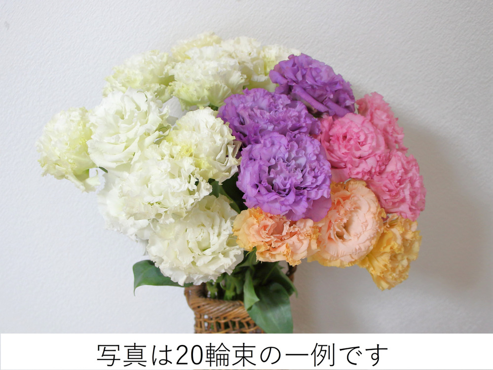 大輪で華やか トルコキキョウ 切り花 輪束 富山県産 食べチョク 農家 漁師の産直ネット通販 旬の食材を生産者直送