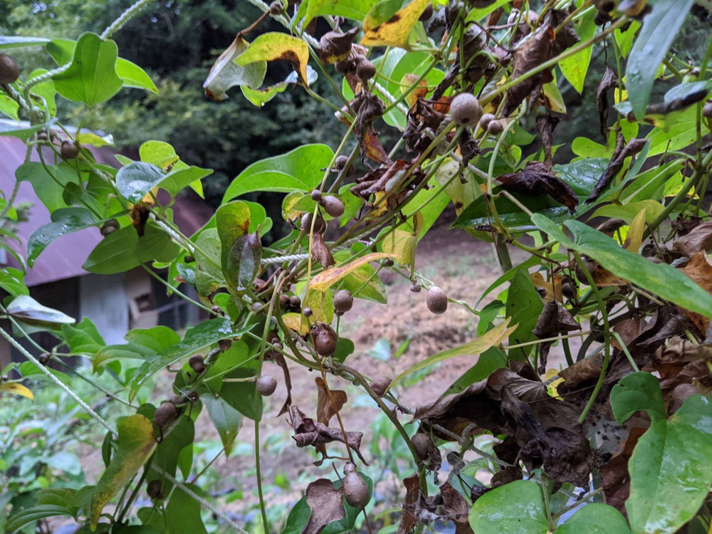 今季 完売御礼 山菜の王者 自然薯 むかご 300g 香川県産 食べチョク 農家 漁師の産直ネット通販 旬の食材を生産者直送