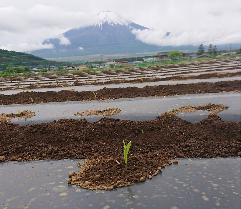 富士山海の家の紹介 山梨県 食べチョク 農家 漁師の産直ネット通販 旬の食材を生産者直送