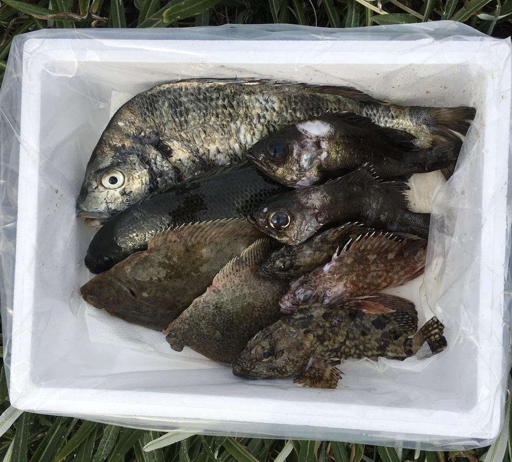 小豆島の海の恵み 旬のお魚お任せ鮮魚ハーフセット ５ ７匹 香川県産 食べチョク 農家 漁師の産直ネット通販 旬の食材を生産者直送
