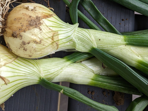 ともちゃん厳選！春の野菜セット