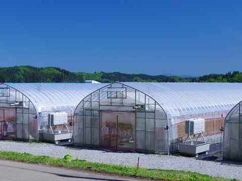 訳あり　「恋ベリー」を贅沢に使った濃厚パスタソース　300ｇ×3