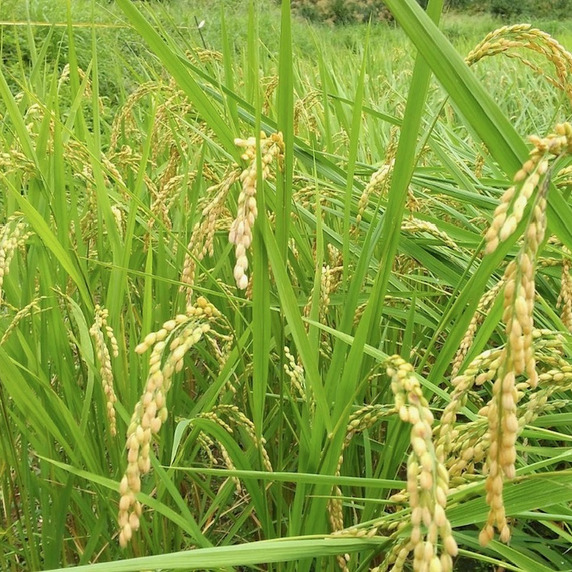 南魚沼 山の田んぼ