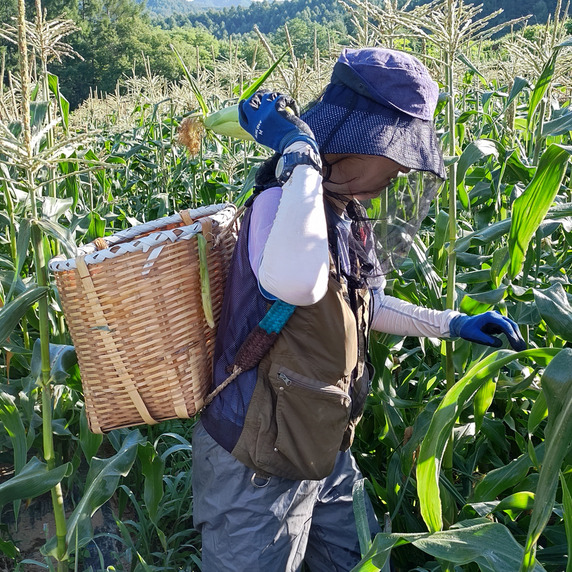 信州とうもろこし古江農園