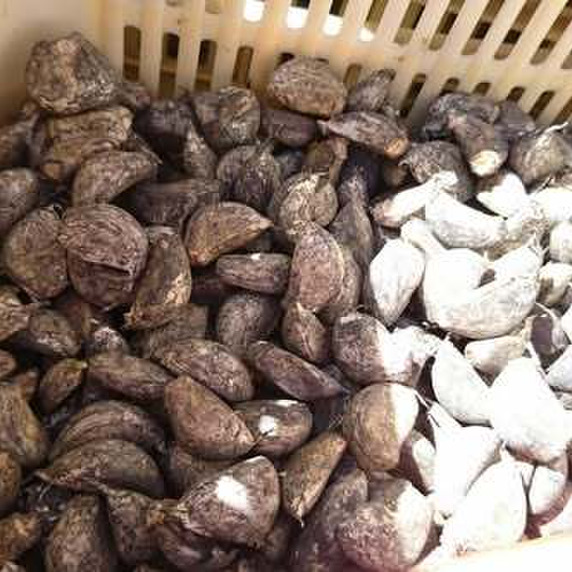 エム・ケイ・キャリア