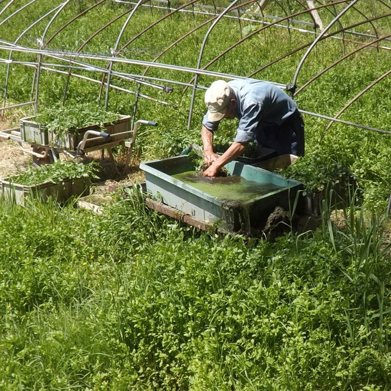 しろのうら農園