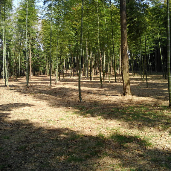 銀ちゃんの野草園
