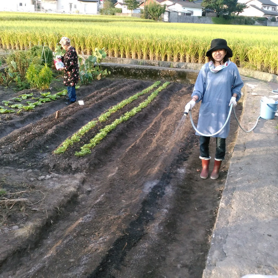 『香川本鷹』はやし屋