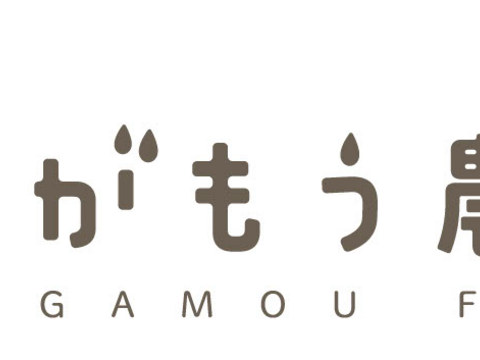 【 先行予約 】いちご農家が作る朝採り完熟トマト　1箱 (4kg前後)トマト 鮮度抜群 直送
