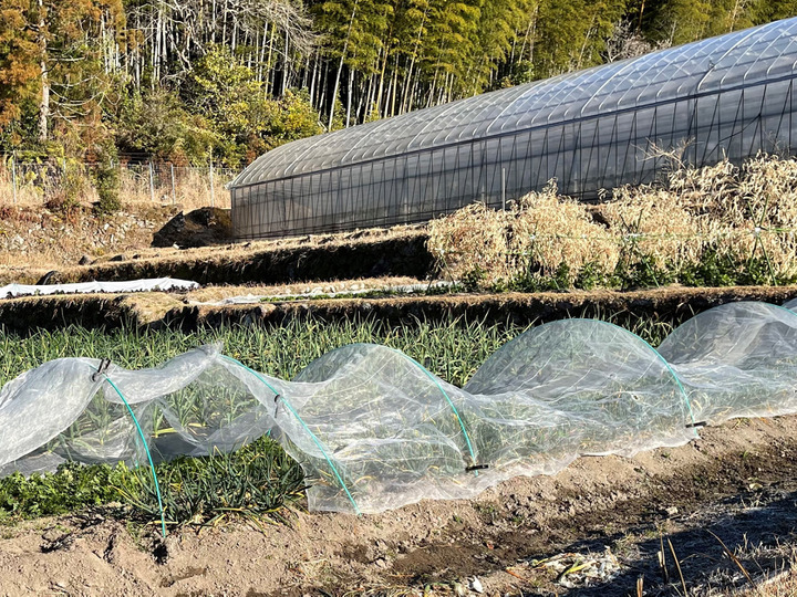 農薬不使用野菜!!