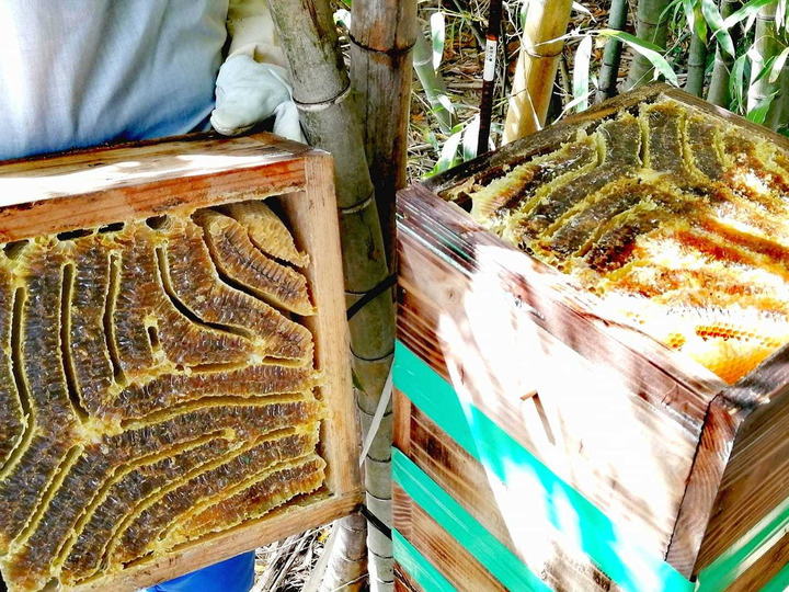 生きた蜂蜜！非加熱＆無添加の日本ミツバチ「熟成発酵蜜」お得な大容量