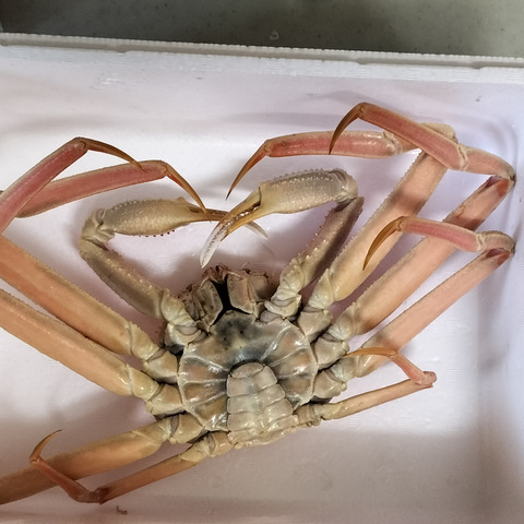 10月蟹漁解禁！！【訳あり】新潟県産本ズワイガニ(オス)1kg 村上市
