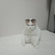さくら