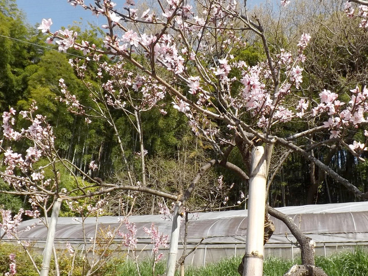 生産者のこだわり