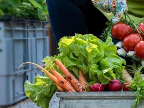 【紅芯大根】 千葉産  6㎏セット