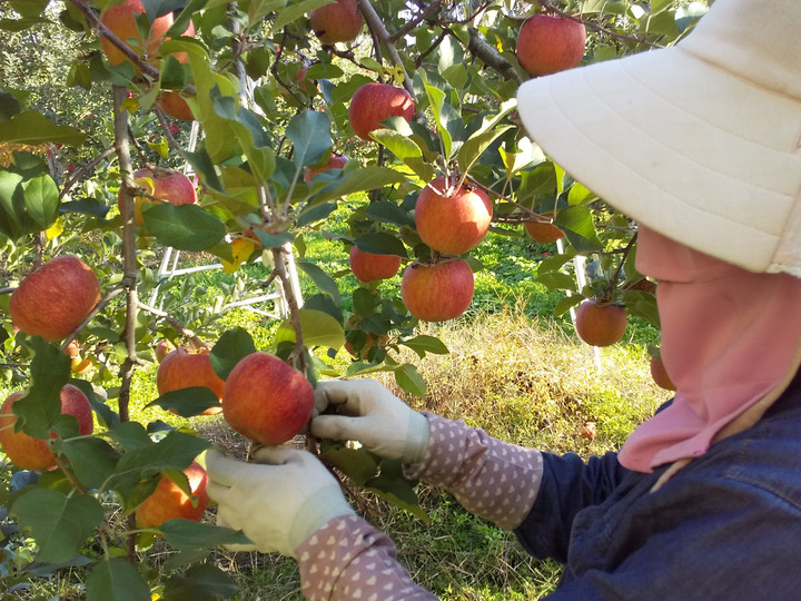 りんごの産地 信州飯綱町からサンふじ5kg 贈答用にもオススメ：長野県産の果物｜食べチョク｜産地直送(産直)お取り寄せ通販 - 農家・漁師から旬の食材を 直送
